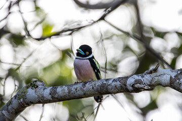 Nature wildlife image of Black-and-yellow broadbill Sabah, Borneo.