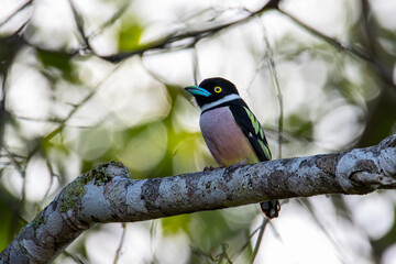 Nature wildlife image of Black-and-yellow broadbill Sabah, Borneo.