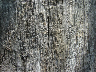 tree bark