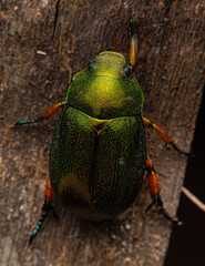 Nature wildlife macro image of Leaf Chafers Mimela chrysoprasa on deep jungle