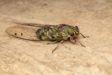 Nature wildlife macro image of Cicada on deep jungle