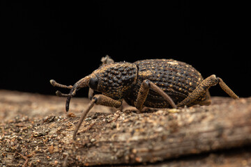 macro image a a weevil on green leaf