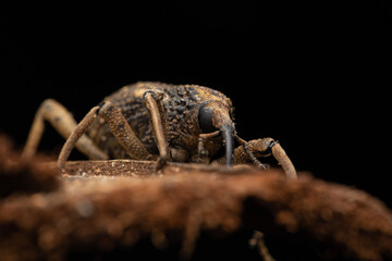 macro image a a weevil on green leaf