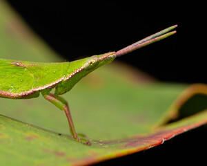 Nature jungle image of Katydid on green leaves at Borneo Island
