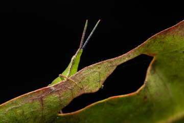 Nature jungle image of Katydid on green leaves at Borneo Island
