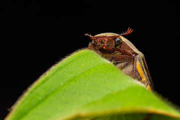Nature wildlife macro image of cockchafers ( Exopholis hypoleuca) on green leaves