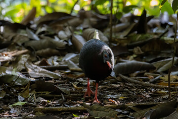 A rare big bird species Bulwer's Pheasant (Rare Endemic) found on deep jungle forest at Sabah, Borneo Island
