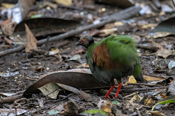 A crested partridge (Rollulus rouloul) also known as the crested wood partridge, roul-roul, red-crowned wood partridge on deep forest jungle