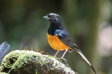 Nature wildlife image of White crown shama on nature rainforest jungle in Borneo Island.