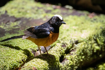 Nature wildlife image of White crown shama on nature rainforest jungle in Borneo Island.