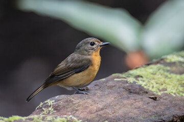 Nature wildlife image of Hill blue bird deep jungle forest in Sabah, Borneo