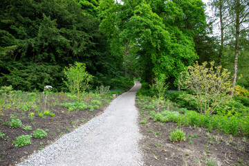Straight path in a green forest