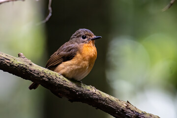 Nature wildlife image of Hill blue bird deep jungle forest in Sabah, Borneo