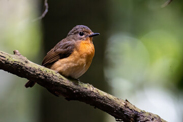 Nature wildlife image of Hill blue bird deep jungle forest in Sabah, Borneo