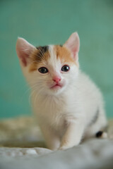 a small white kitten with red spots