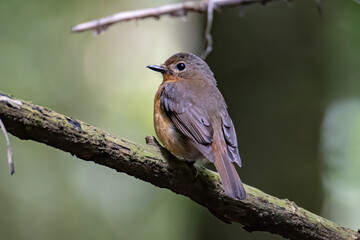 Nature wildlife image of Hill blue bird deep jungle forest in Sabah, Borneo