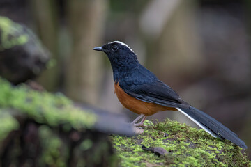 Nature wildlife image of White crown shama on nature rainforest jungle in Borneo Island.