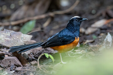 Nature wildlife image of White crown shama on nature rainforest jungle in Borneo Island.