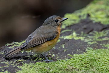 Nature wildlife image of Hill blue bird deep jungle forest in Sabah, Borneo