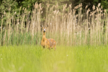 Roe deer female (capreolus capreolus), standing in a meadow near reeds