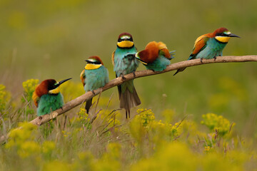 Group of colorful bee-eater on tree branch, against of yellow flowers background