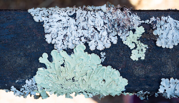 Lichens grow on a wooden bench