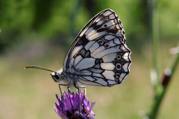 papillon demi deuil m&acirc;le sur fleur de chardon
