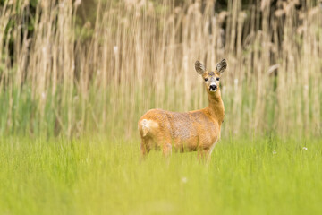 Naklejka na ściany i meble Roe deer female (capreolus capreolus), standing in a meadow near reeds