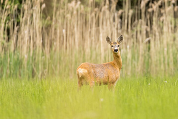 Roe deer female (capreolus capreolus), standing in a meadow near reeds