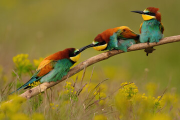 Group of colorful bee-eater on tree branch, against of yellow flowers background