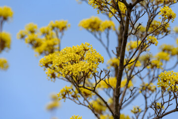 Yellow flower of cornus officinalis,  Japanese cornelian cherry