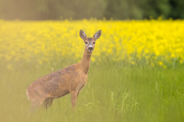 Roe deer female, (capreolus capreolus) standing on pasture in summertime. In the background is a field of oilseed rape.