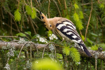 Eurasian Hoopoe or Common hoopoe (Upupa epops)