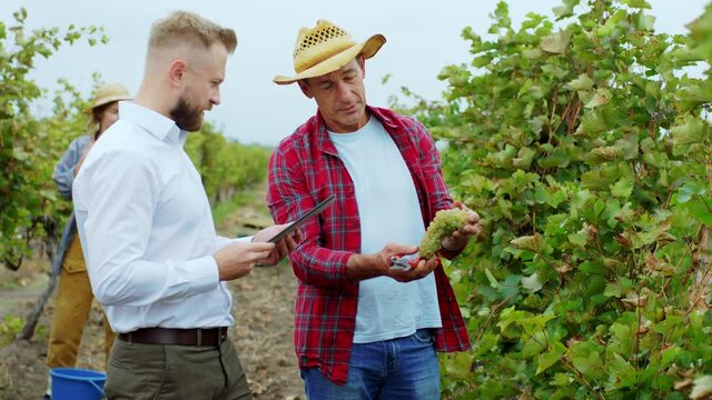 Closeup charismatic businessman with a digital tablet take some pictures of a organic grapes from the vineyard while the farmer man holding the grapes on hands concept of agriculture and farming