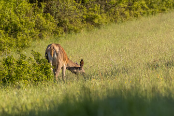 Red Deer (Cervus elaphus) on pasture. . Wildlife scenery