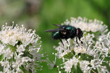 mouche vert métallique sur fleur banche