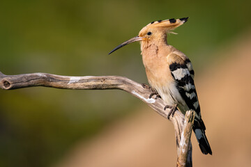 Eurasian Hoopoe or Common hoopoe (Upupa epops)