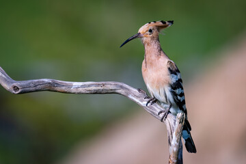 Eurasian Hoopoe or Common hoopoe (Upupa epops)