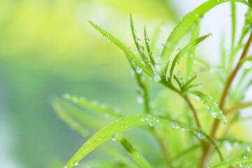 水滴の付いたコキアの葉