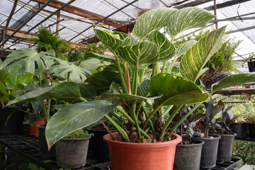Bright spring leaves on the tree