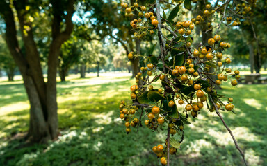 Strange berries on a limb