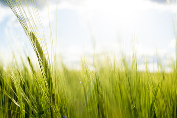 Green barley, clouds and sun. Green barley under sunrays of sunset
