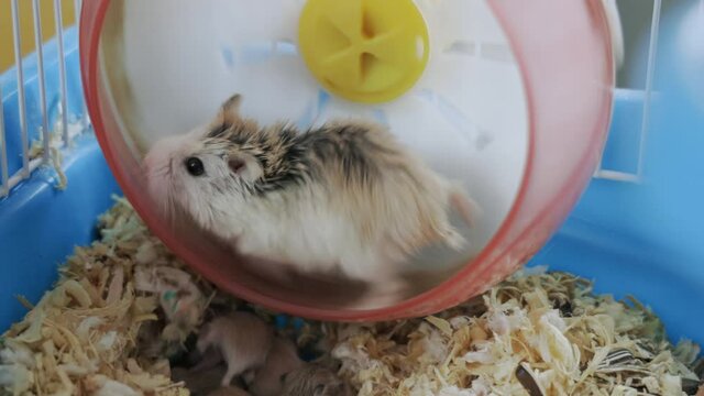 Hamster is running on the wheel for exercise.