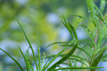 水滴の付いたコキアの葉