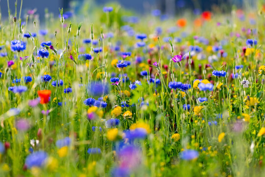 Blumenwiese Bl&uuml;ten Kornblumen Cyanus segetum Klatschmohn Papaver rhoeas Wildblumen bunt Gr&auml;ser bl&uuml;hen Fr&uuml;hling Fr&uuml;hjahr Sommer Mai Juni Natur Bienen Inkarnat-Klee Blutklee Sauerland Deutschland &Ouml;ko