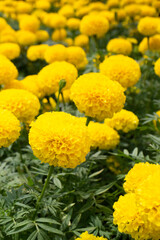 Bright spring leaves on the tree