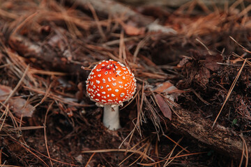 Red fly agaric mushroom or toadstool in the grass and coniferous foliage. Latin name is Amanita...
