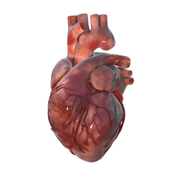 Human heart anatomy, 3D illustration