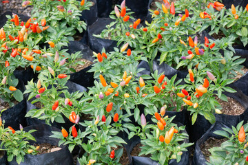 Bright spring leaves on the tree
