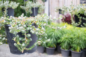 Bright spring leaves on the tree
